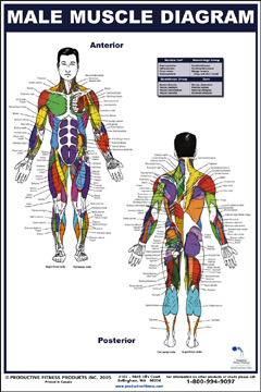 Exercise books and posters - Female Muscle Diagram poster - LAMINATED - fitness workout